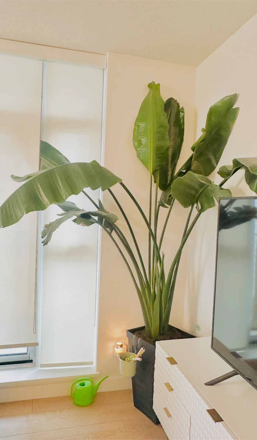 Huge Bird of Paradise Plant