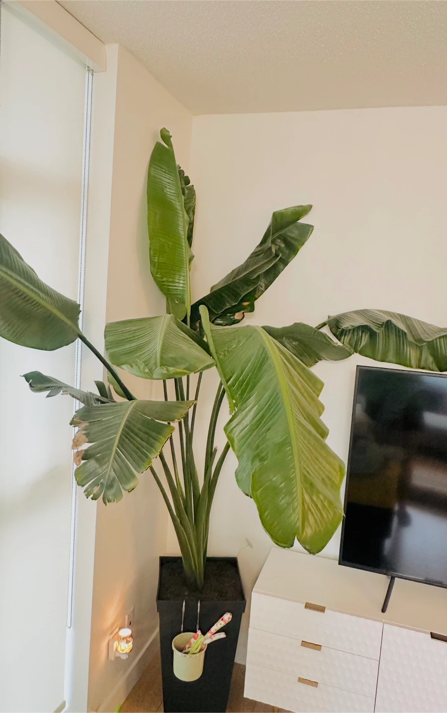 Huge Bird of Paradise Plant - photo 2