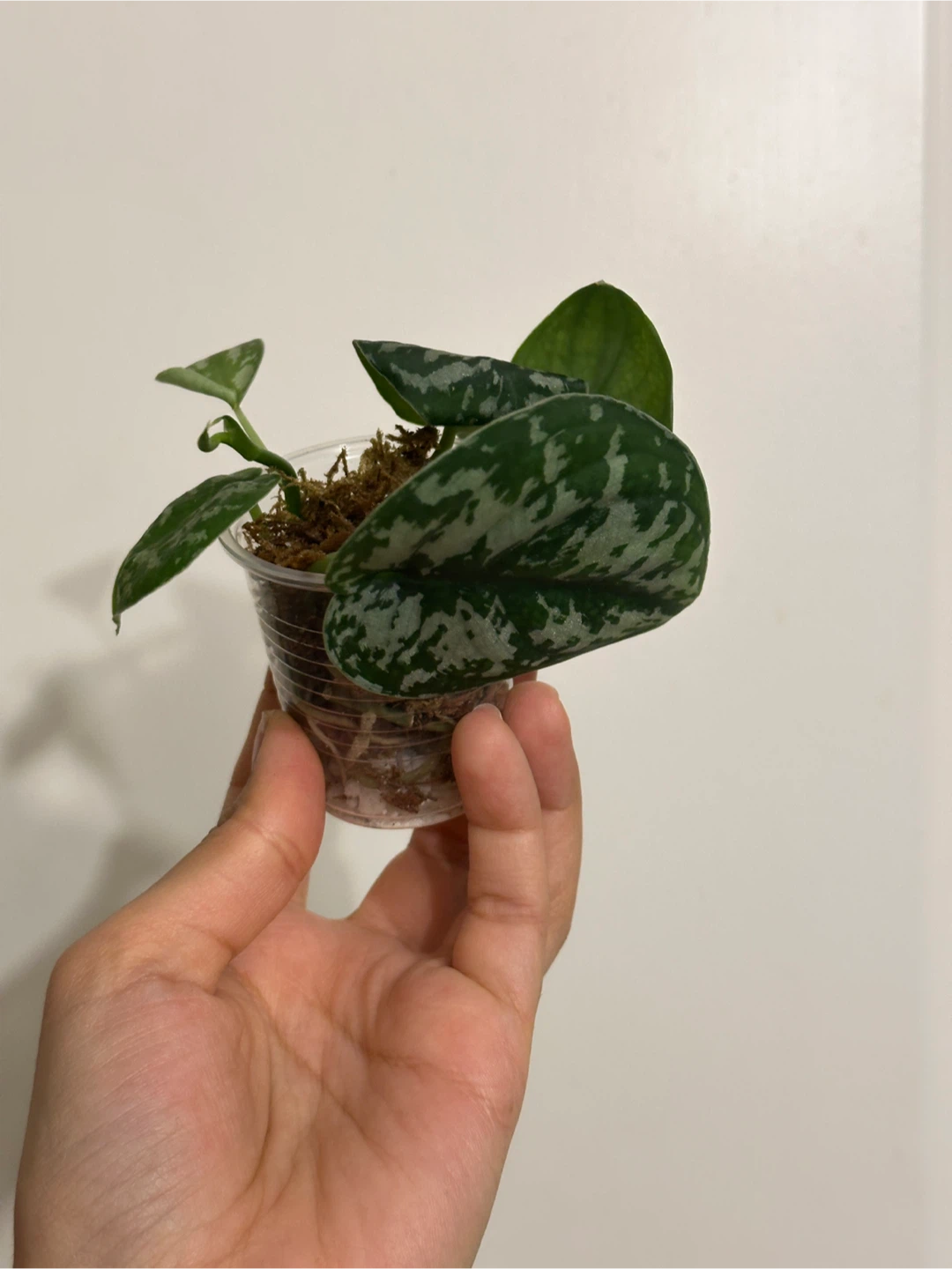 Reverted Scindapsus Mayari Plant