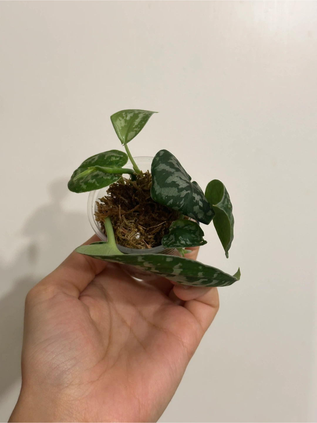 Reverted Scindapsus Mayari Plant - photo 2