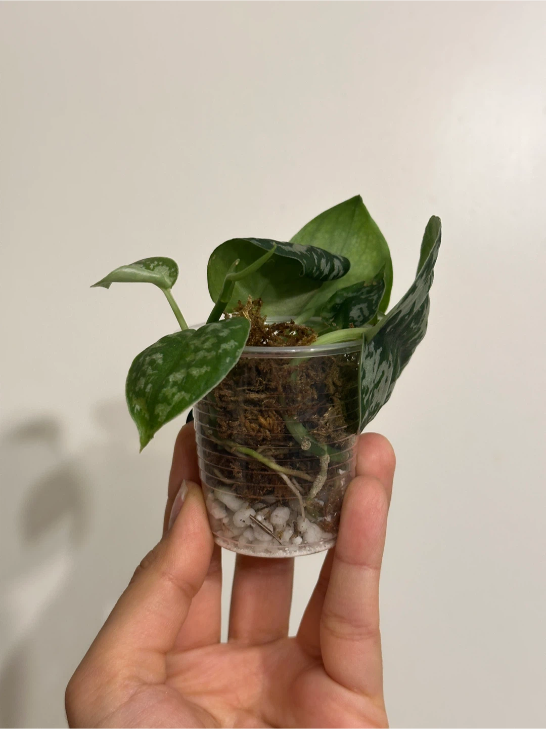 Reverted Scindapsus Mayari Plant - photo 3