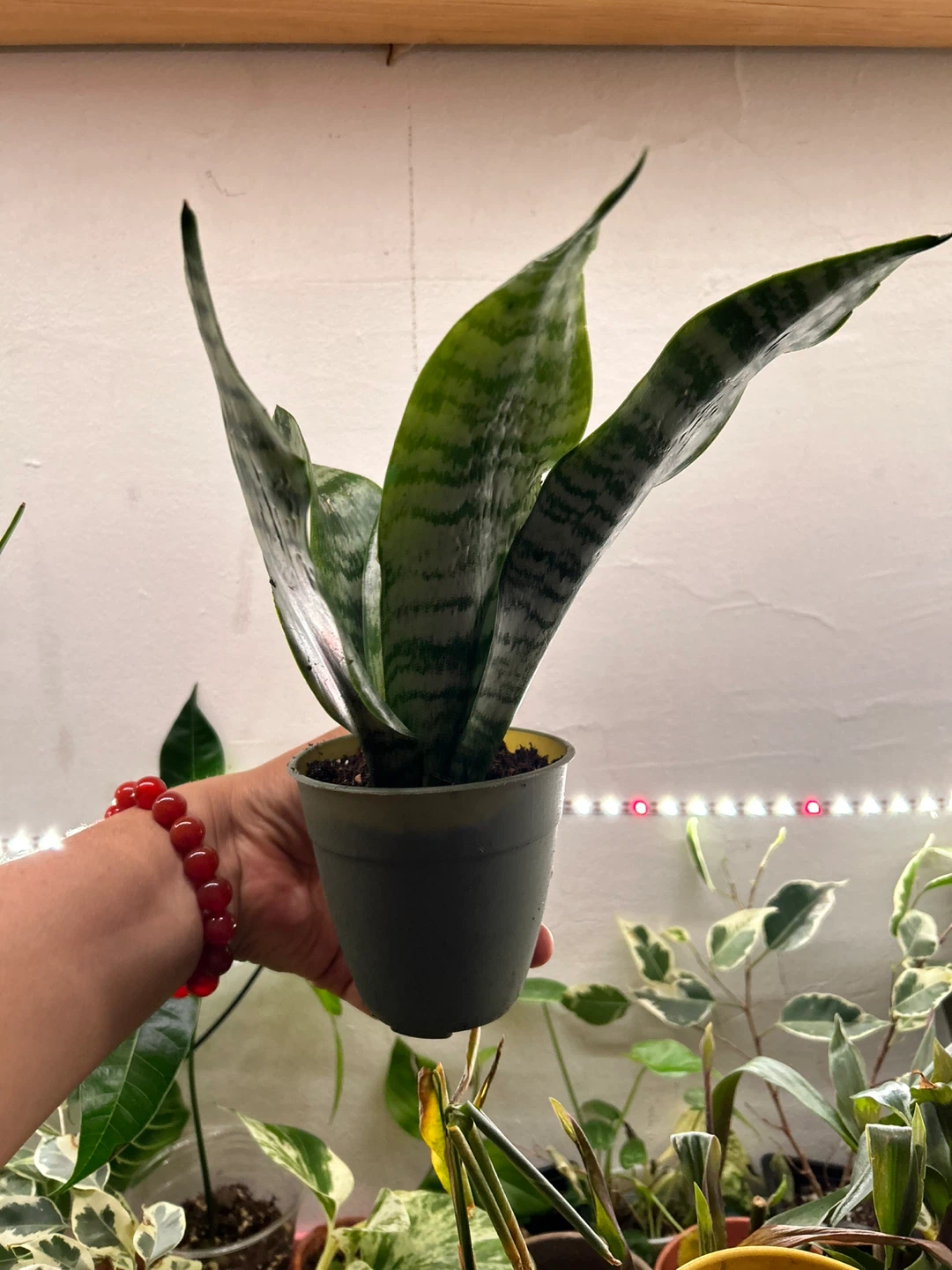 Snake plant - photo 2