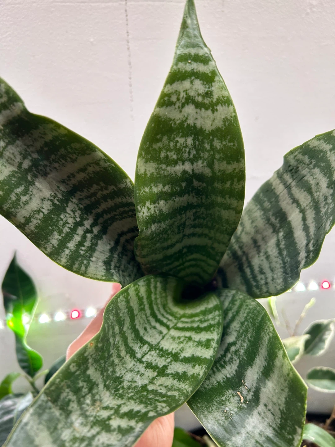 Snake plant - photo 3