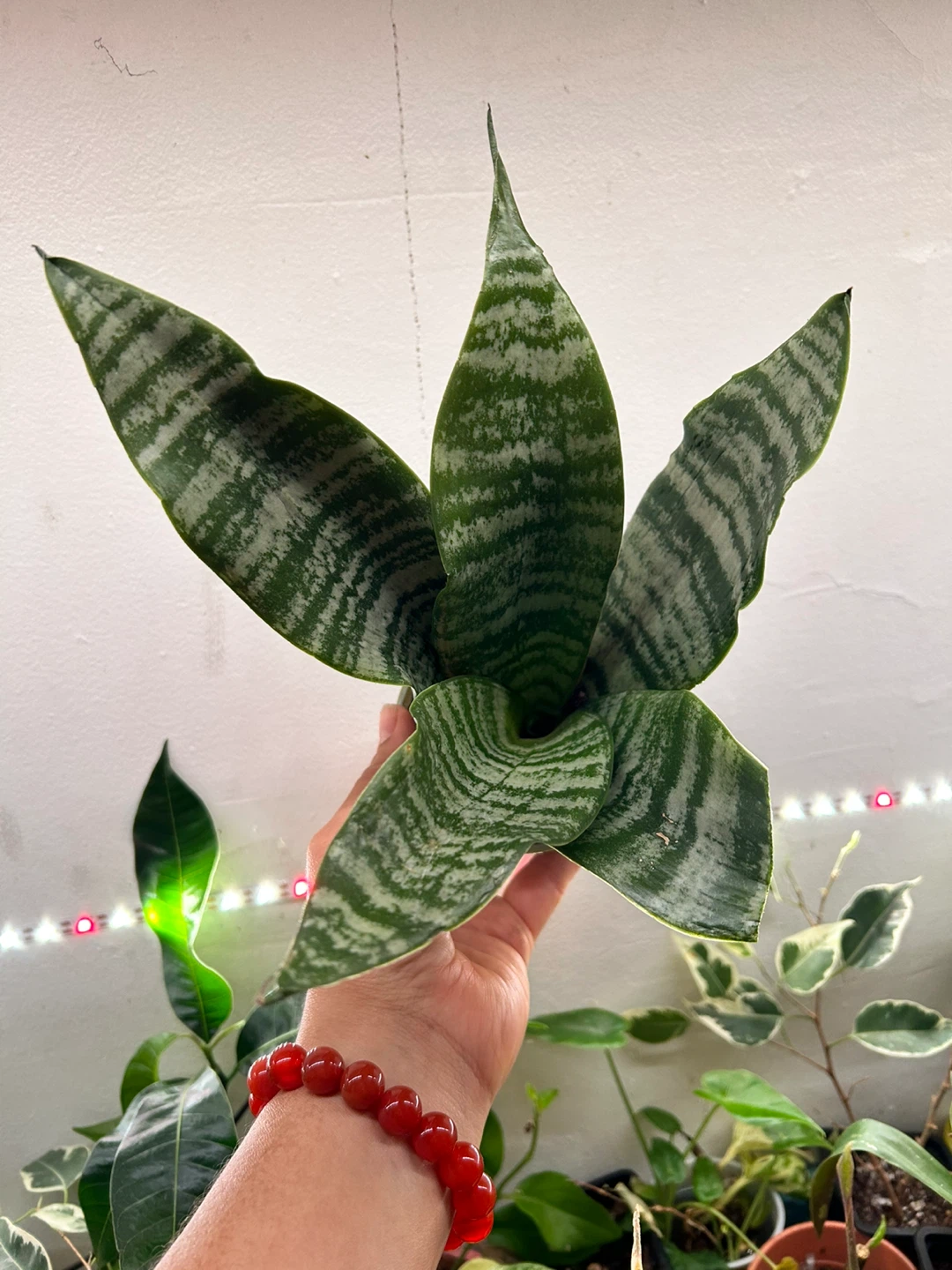 Snake plant