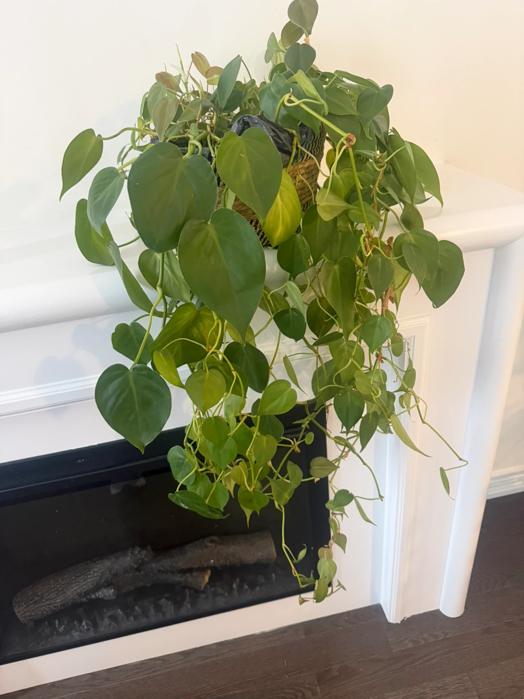 Pothos and Philodendron Hanging Plants - photo 3