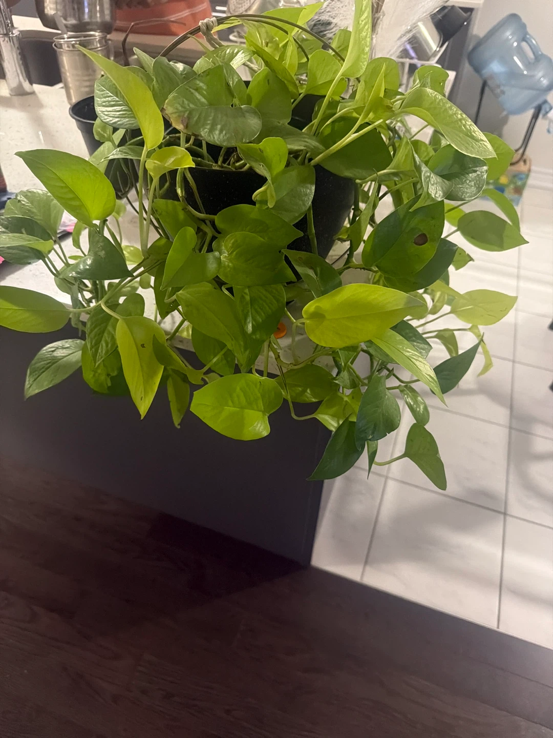 Pothos and Philodendron Hanging Plants - photo 5