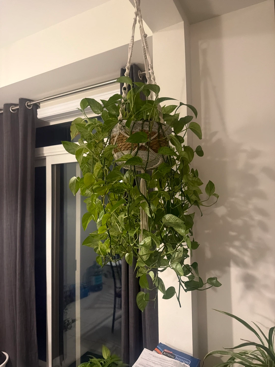 Pothos and Philodendron Hanging Plants - photo 2