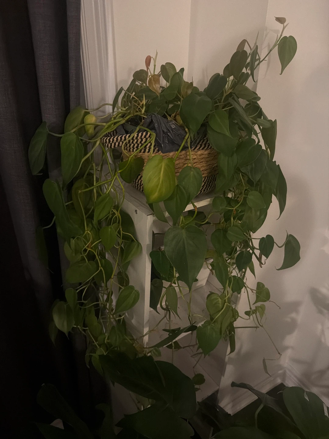 Pothos and Philodendron Hanging Plants - photo 4
