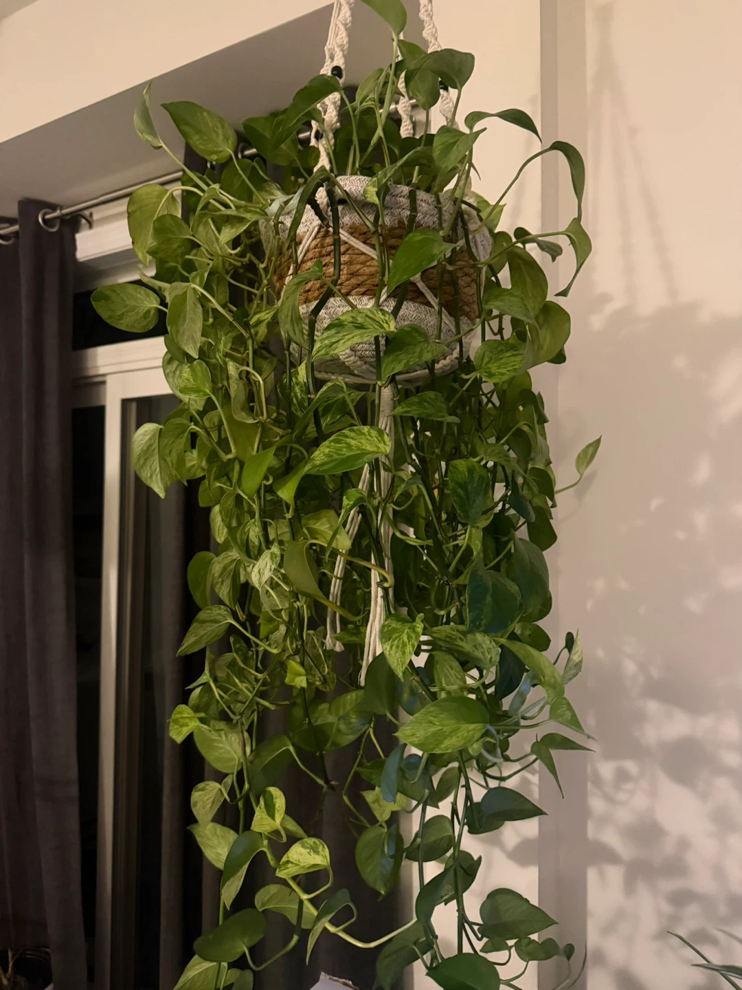 Pothos and Philodendron Hanging Plants