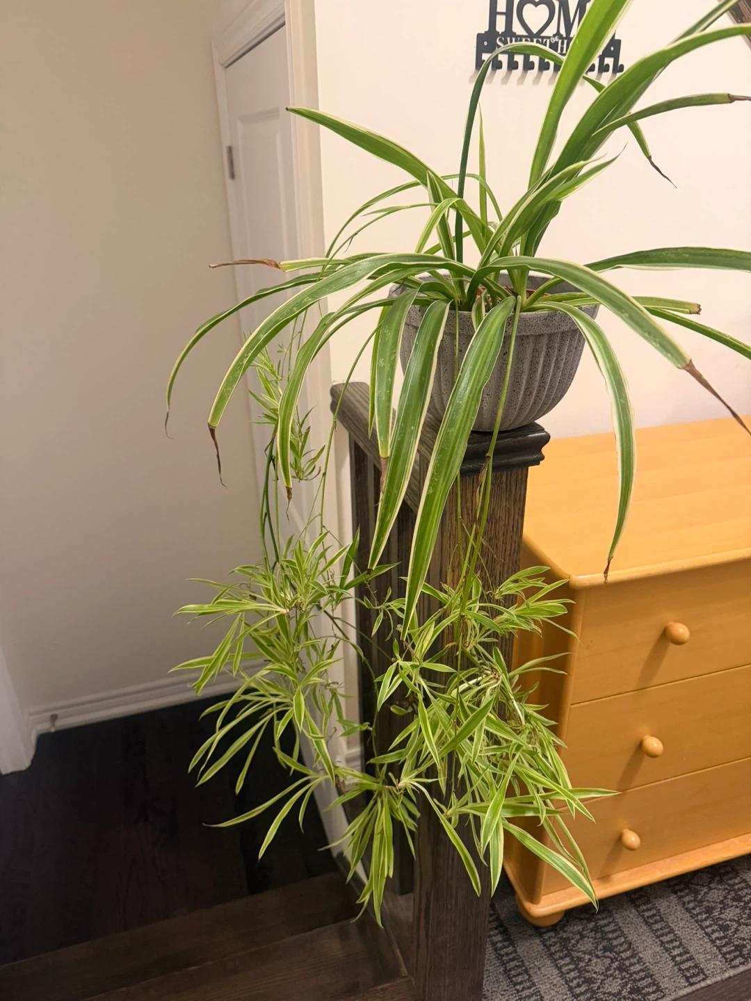 Spider Plant babies