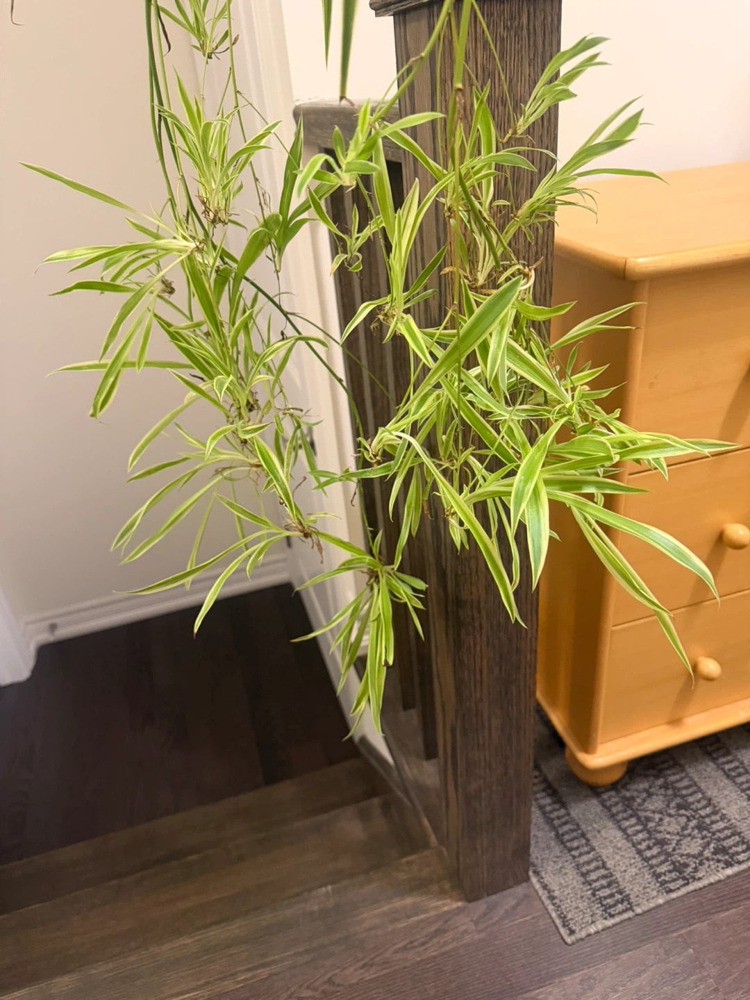 Spider Plant babies - photo 2