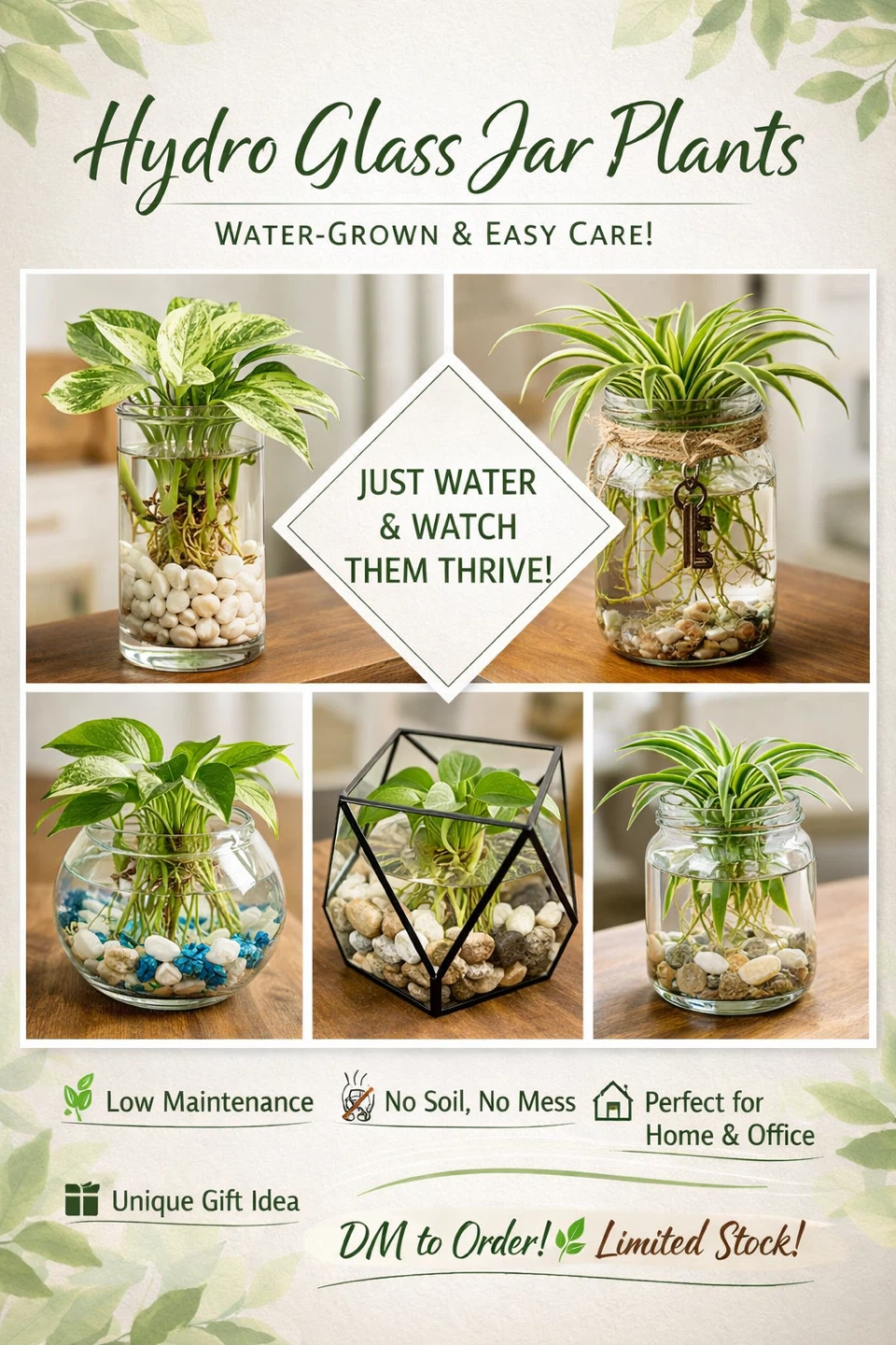 Hyrdo water plant- perfect gifting