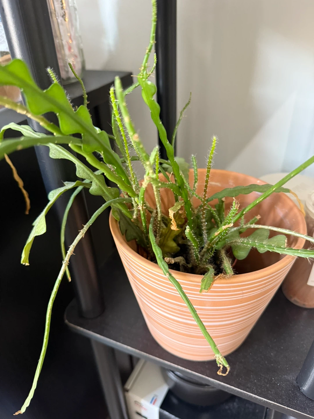 Fishbone Cactus in Terracotta Pot