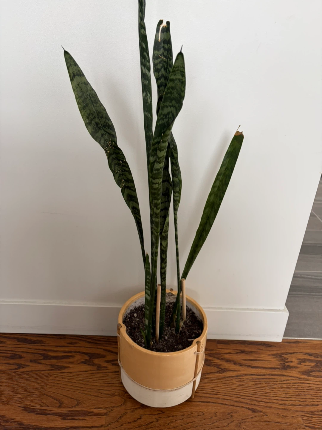 Snake Plant in Ceramic Pot
