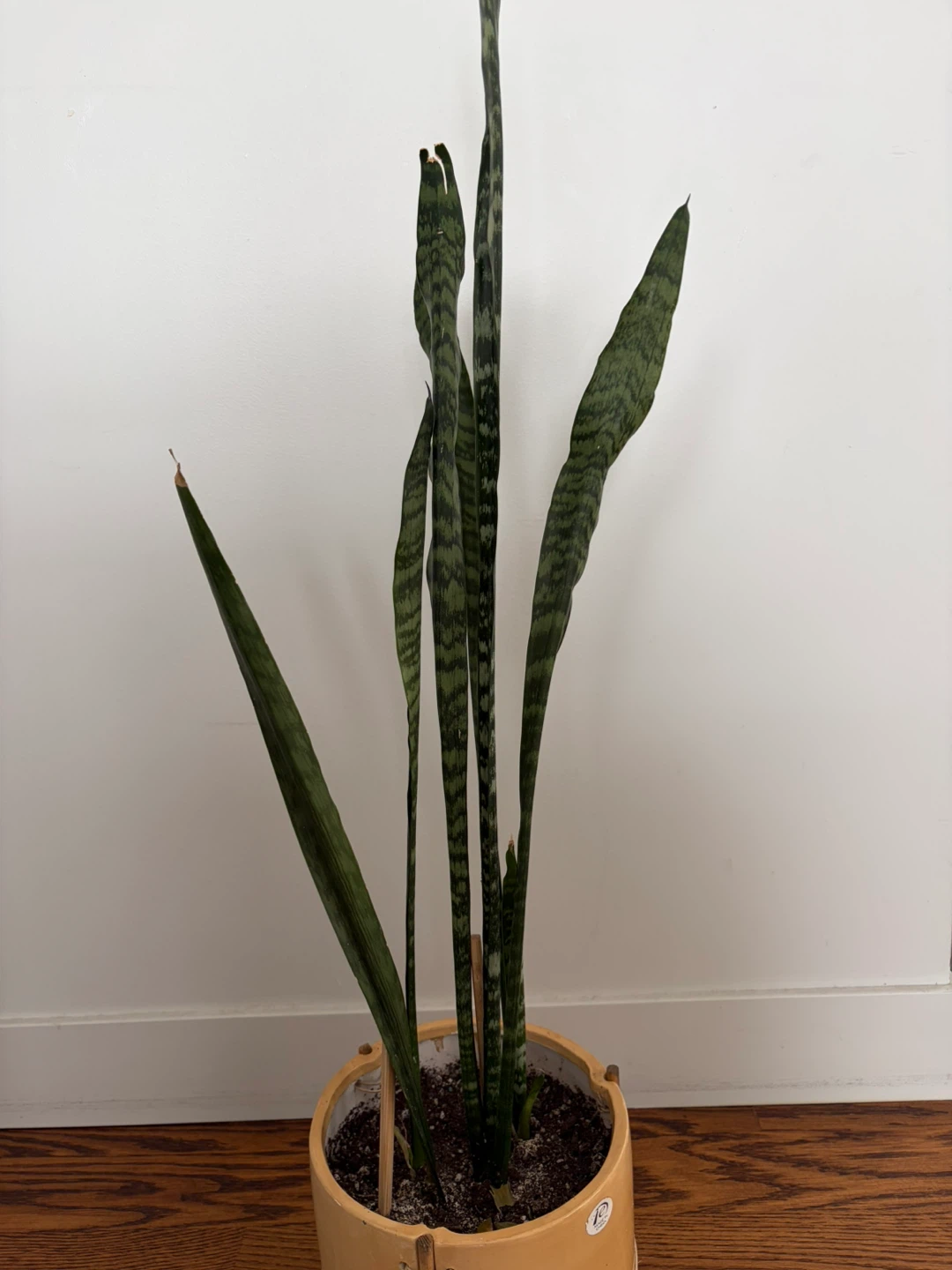 Snake Plant in Ceramic Pot - photo 4