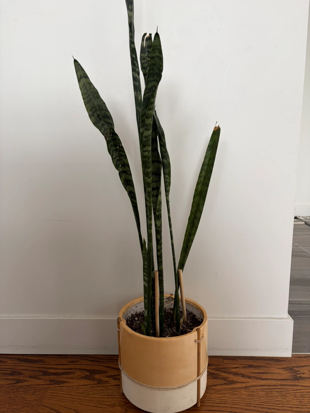 Snake Plant in Ceramic Pot - photo 3