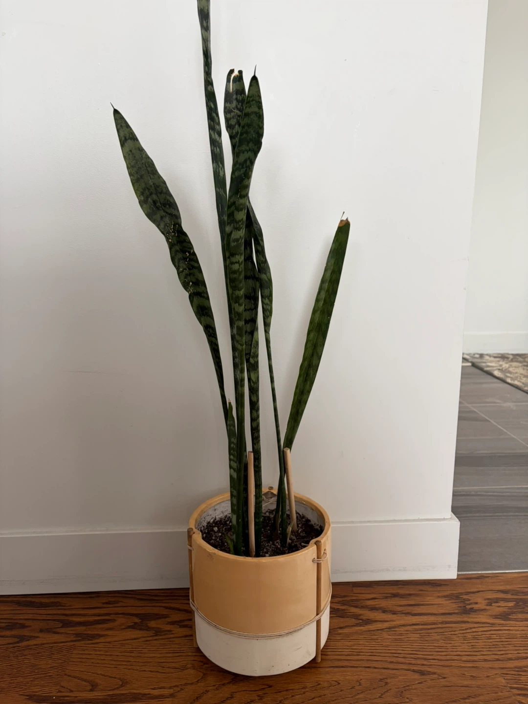 Snake Plant in Ceramic Pot - photo 2