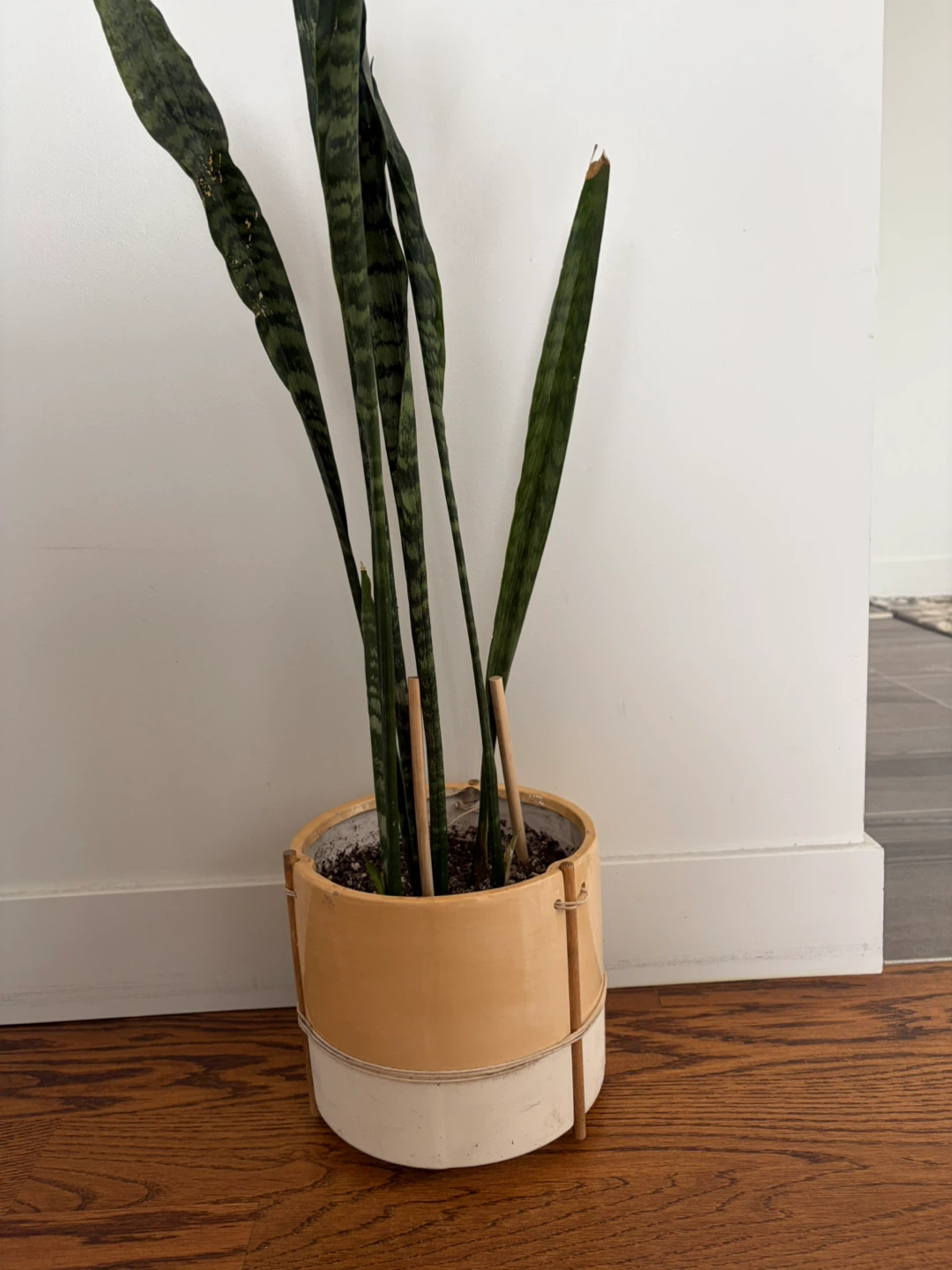 Snake Plant in Ceramic Pot - photo 5