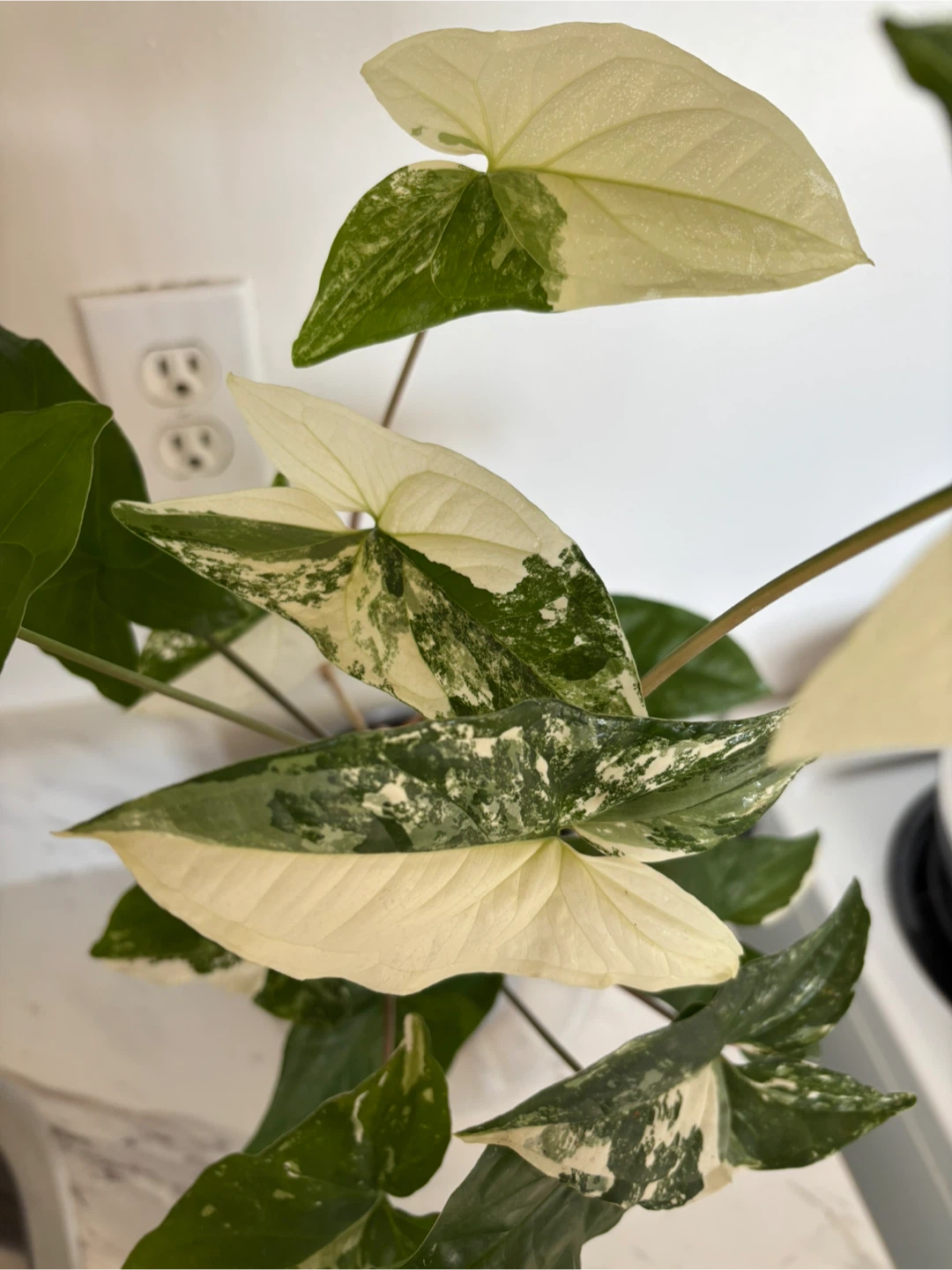 Syngonium Albo Variegatum - photo 3