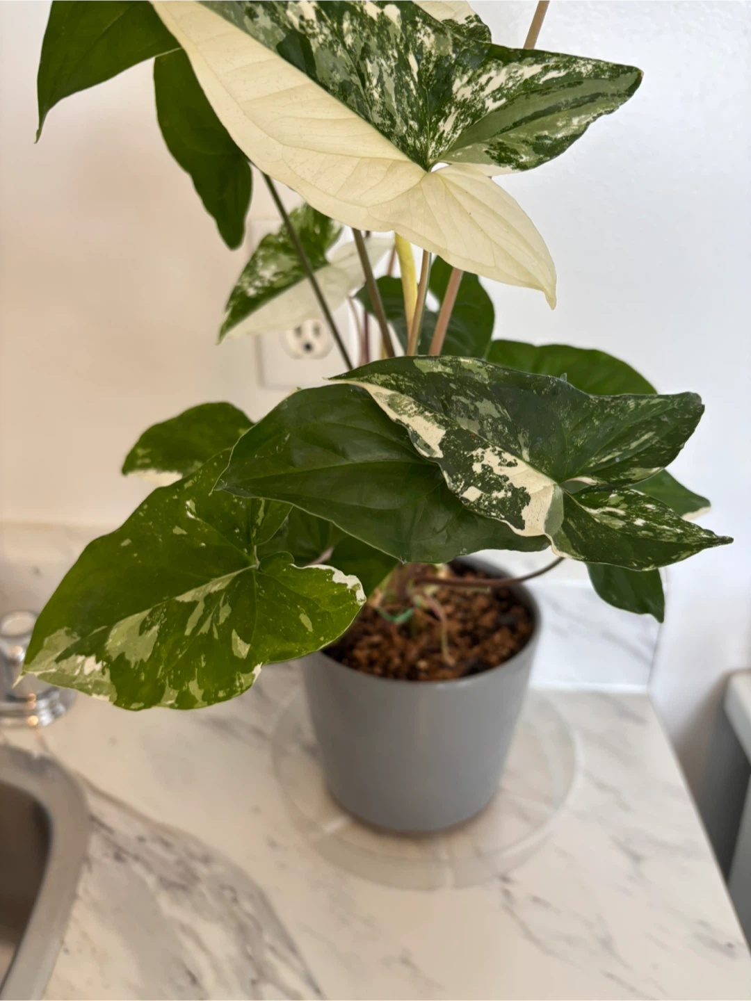 Syngonium Albo Variegatum - photo 2