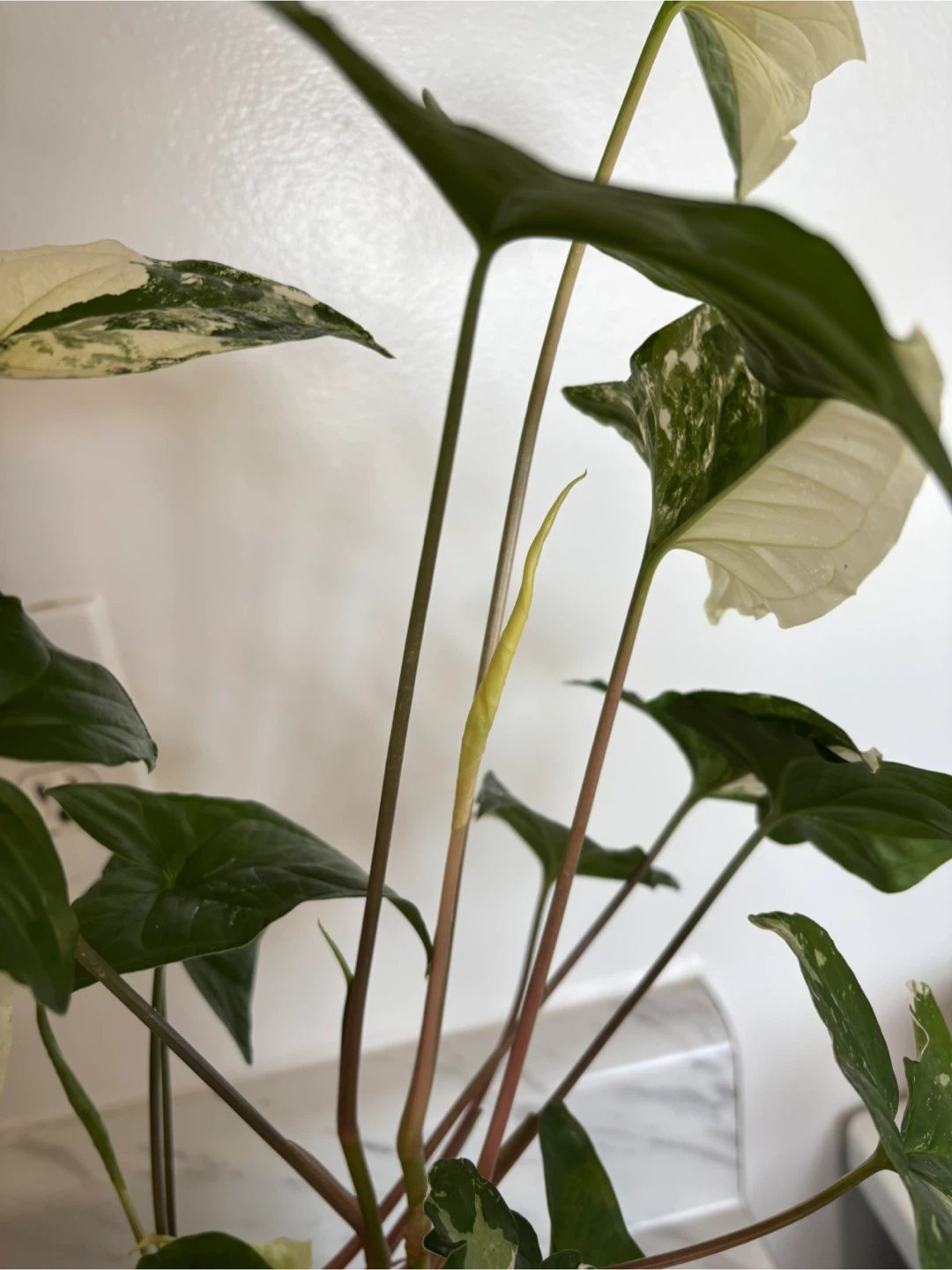 Syngonium Albo Variegatum - photo 5
