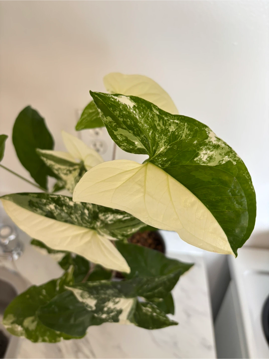 Syngonium Albo Variegatum - photo 4