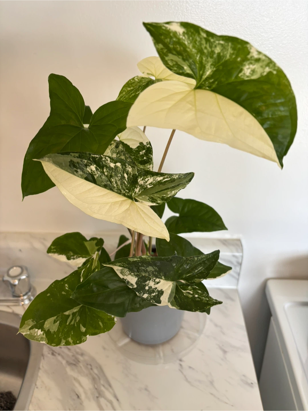 Syngonium Albo Variegatum