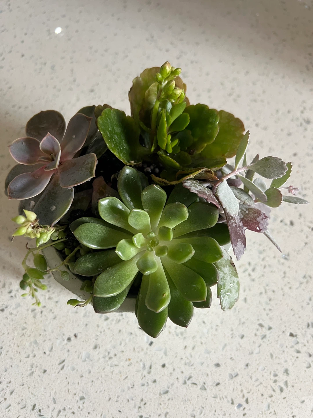 Assorted Succulent Plant in Geometric Pot