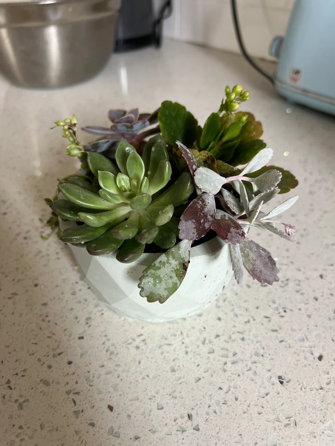 Assorted Succulent Plant in Geometric Pot - photo 5