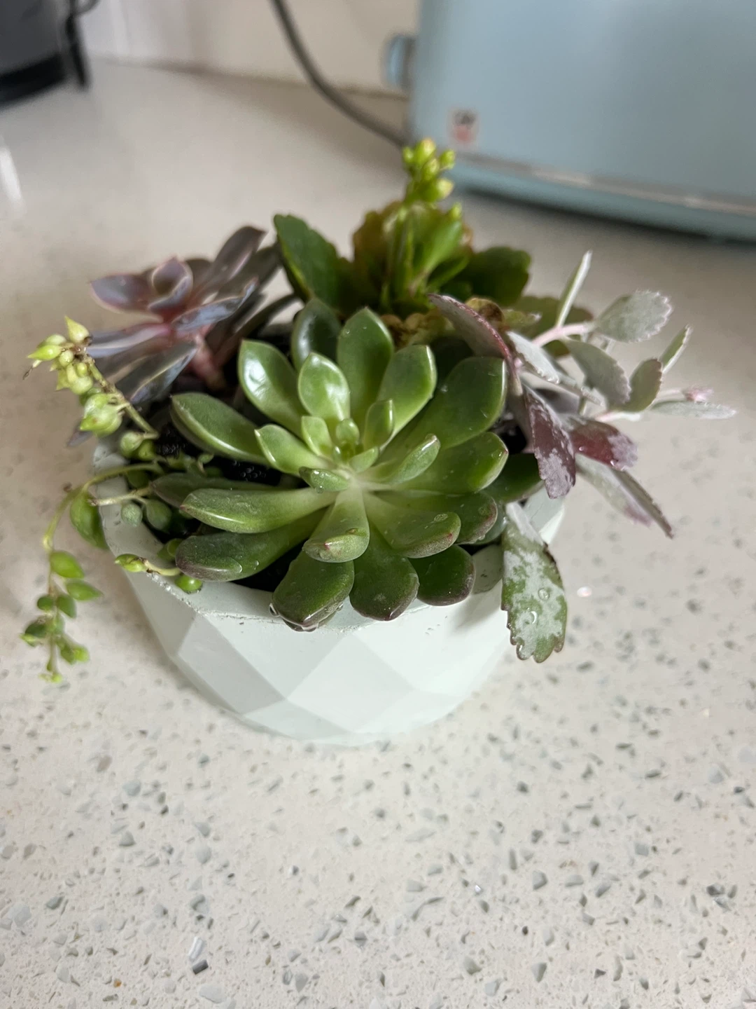 Assorted Succulent Plant in Geometric Pot - photo 2