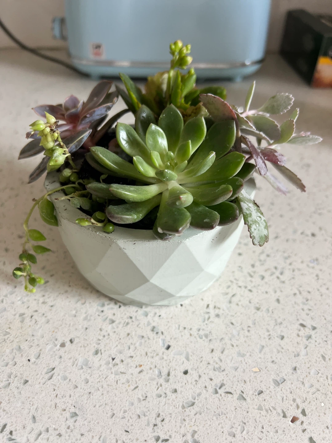 Assorted Succulent Plant in Geometric Pot - photo 4