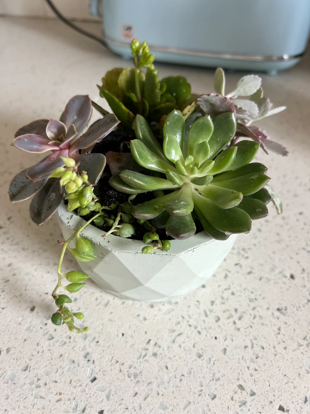 Assorted Succulent Plant in Geometric Pot - photo 3