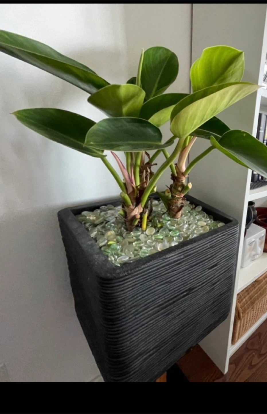 Large Philodendron Houseplant in Black Planter - photo 2