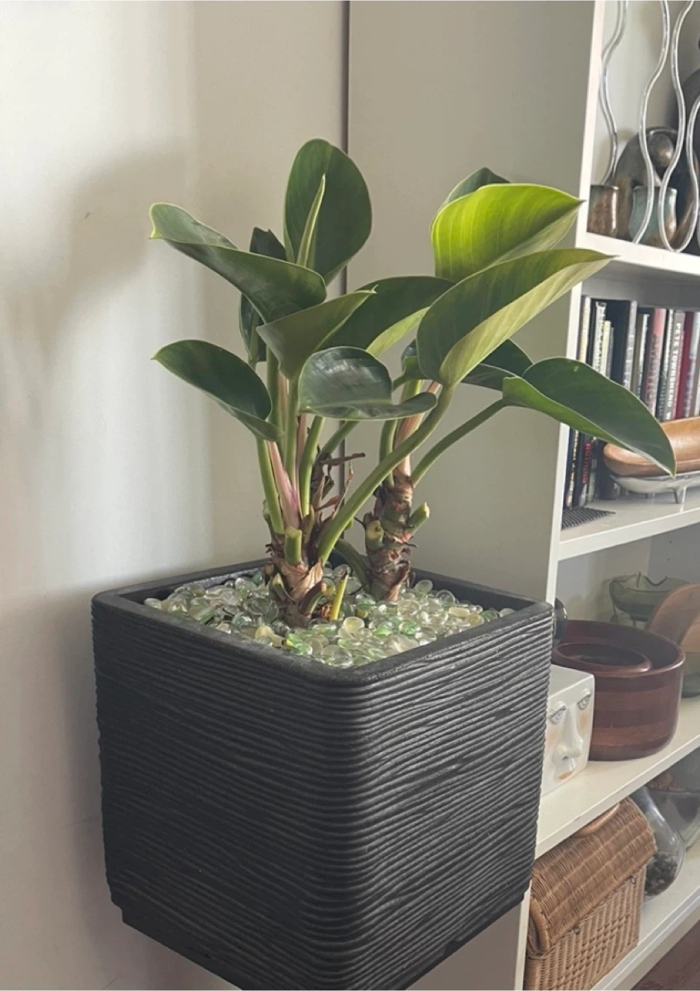 Large Philodendron Houseplant in Black Planter - photo 3