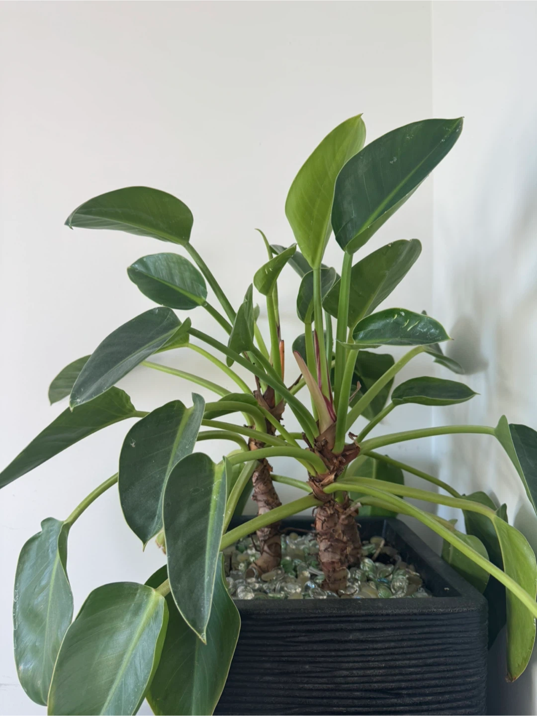 Large Philodendron Houseplant in Black Planter