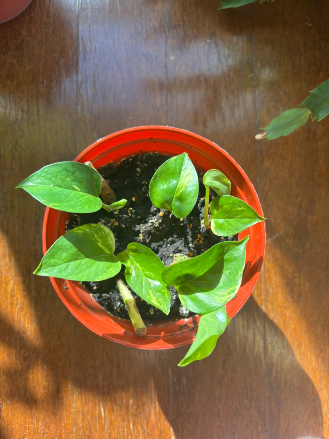 Golden Pothos Plant #2