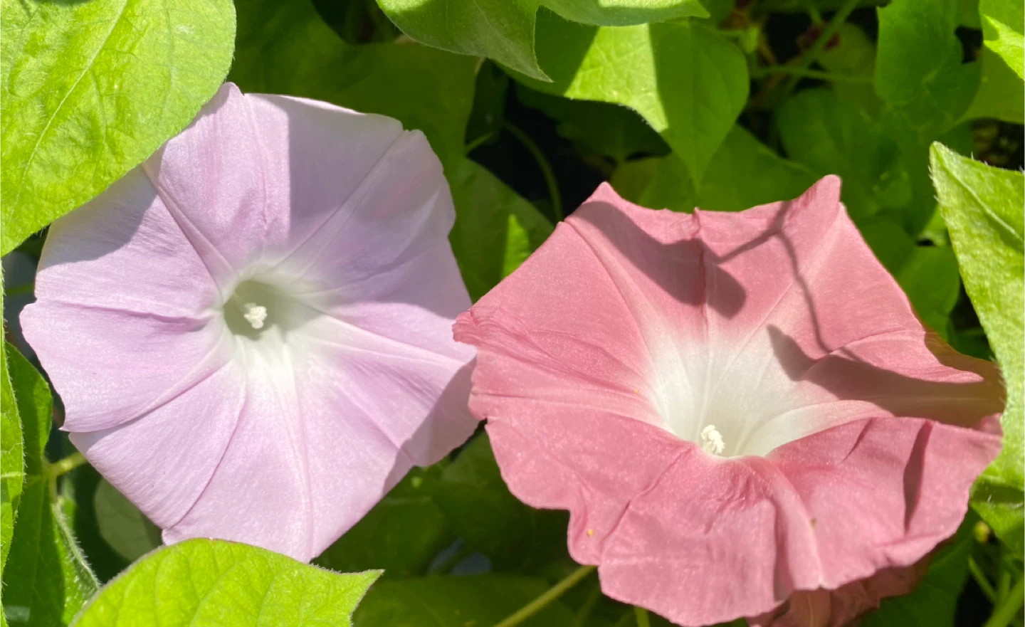 Japanese Morning Glory Seeds - photo 2