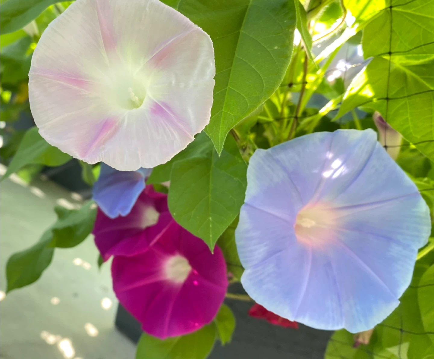 Japanese Morning Glory Seeds - photo 3