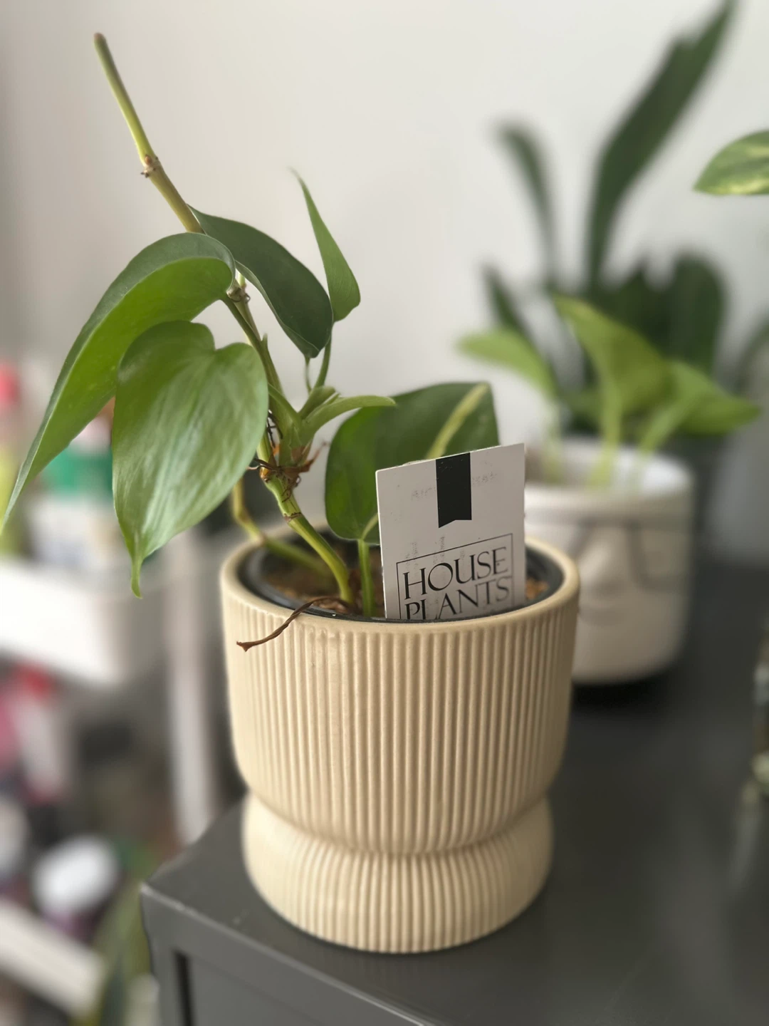 5 Assorted Indoor Plants in Pots – Healthy & Easy Care 🌿 - photo 3