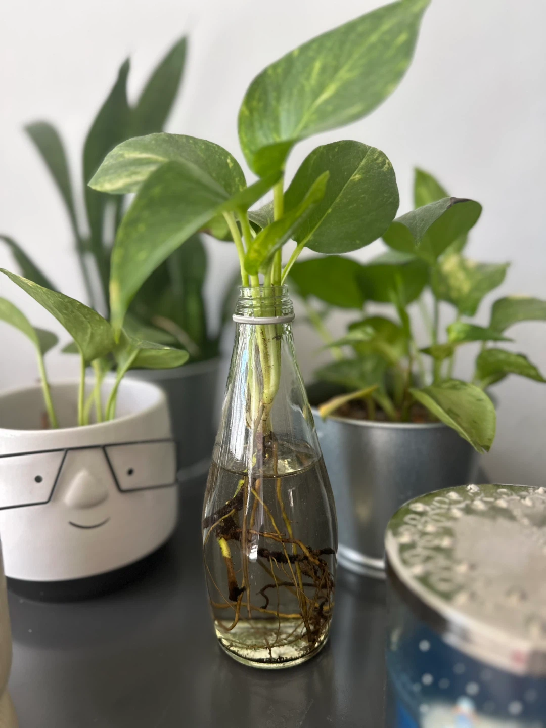 5 Assorted Indoor Plants in Pots – Healthy & Easy Care 🌿 - photo 4