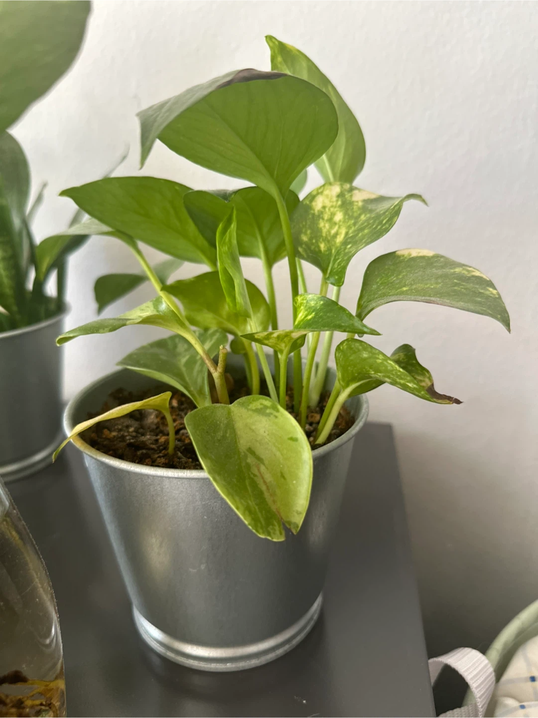 5 Assorted Indoor Plants in Pots – Healthy & Easy Care 🌿 - photo 5
