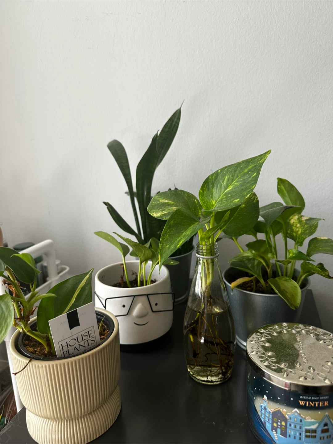 5 Assorted Indoor Plants in Pots – Healthy & Easy Care 🌿