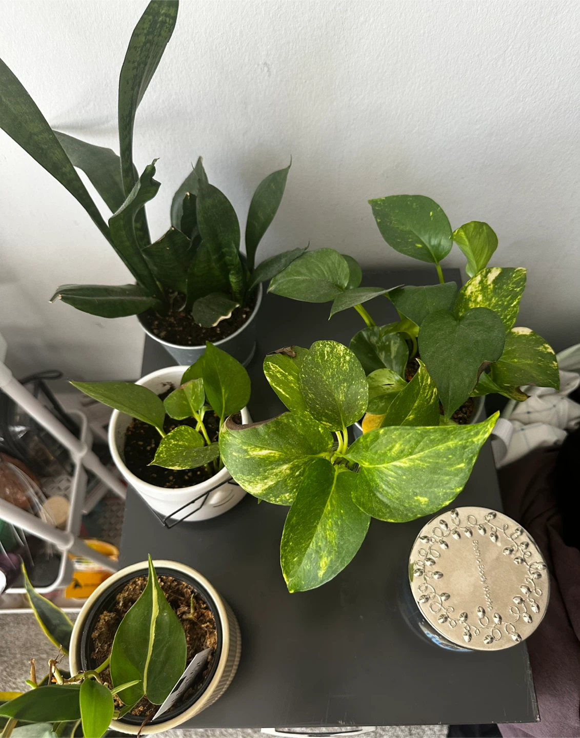 5 Assorted Indoor Plants in Pots – Healthy & Easy Care 🌿 - photo 2