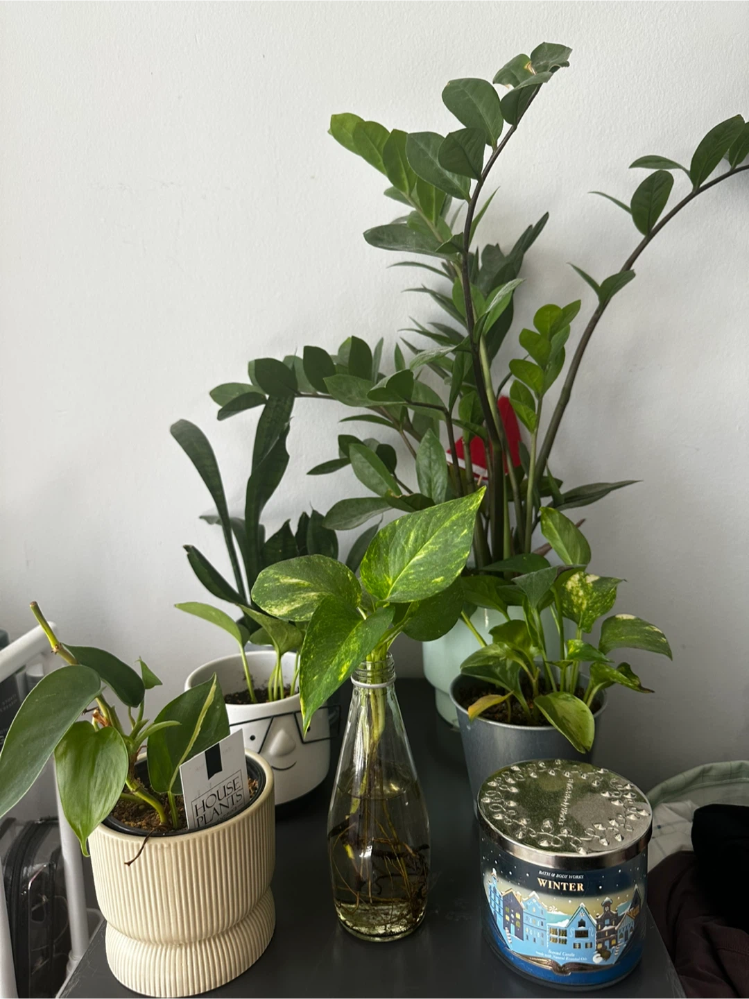 Assorted Plants in Pots