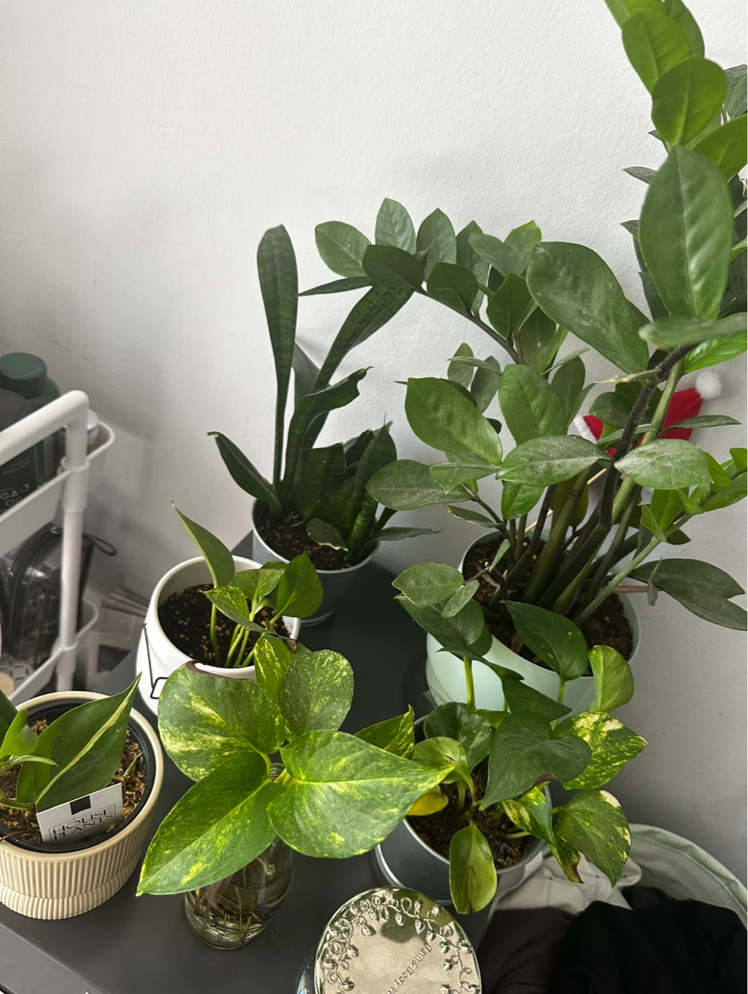 Assorted Plants in Pots - photo 2