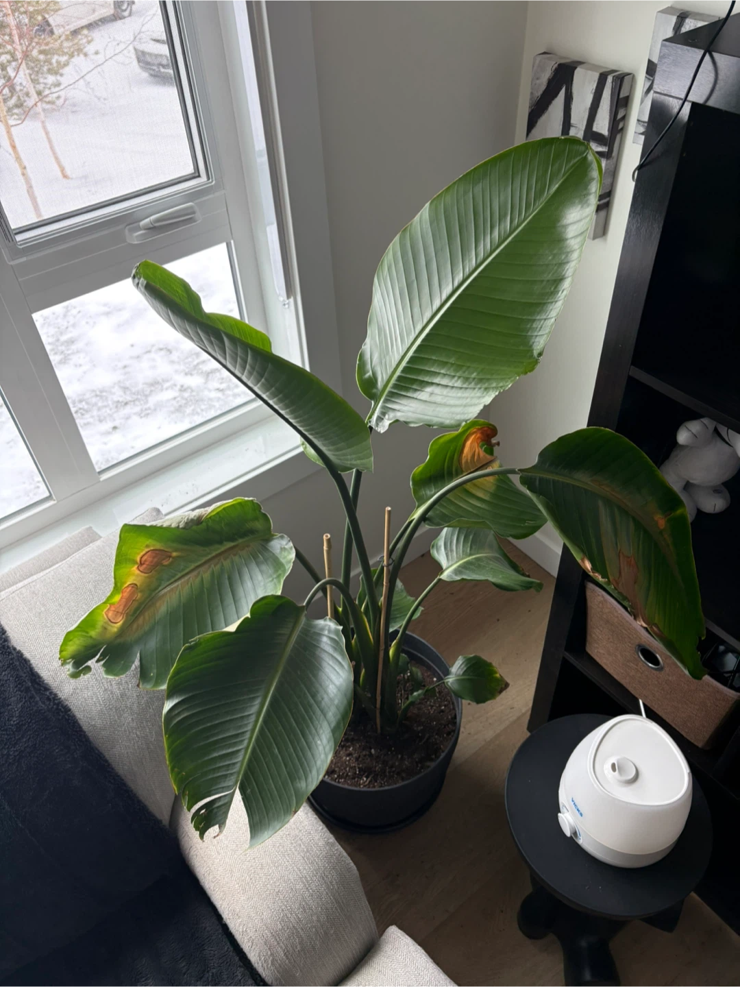 Bird of Paradise Plant - photo 3