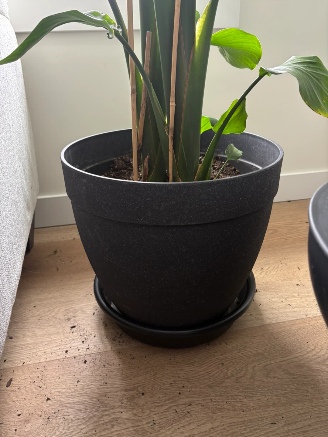 Bird of Paradise Plant - photo 2