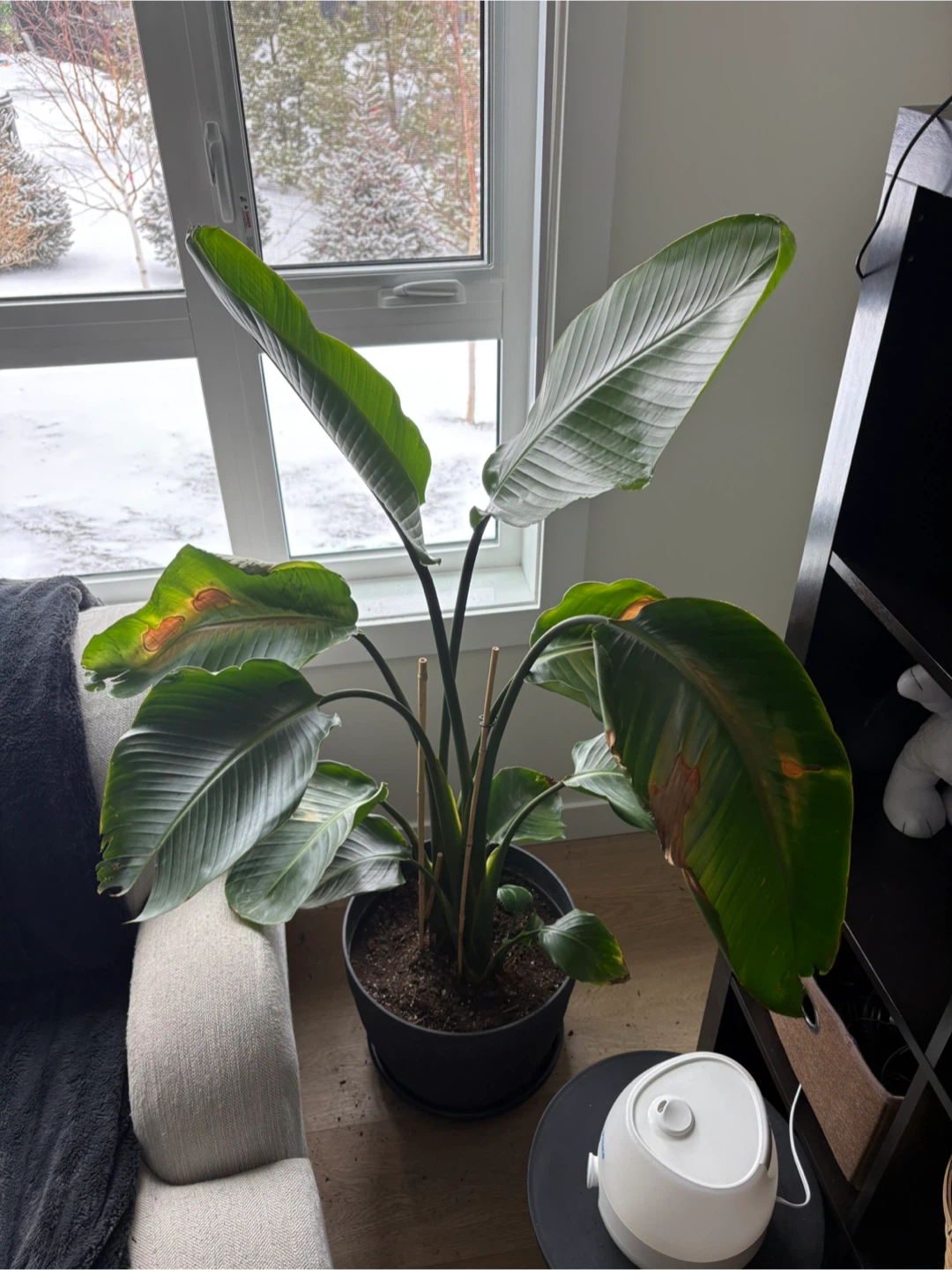 Bird of Paradise Plant