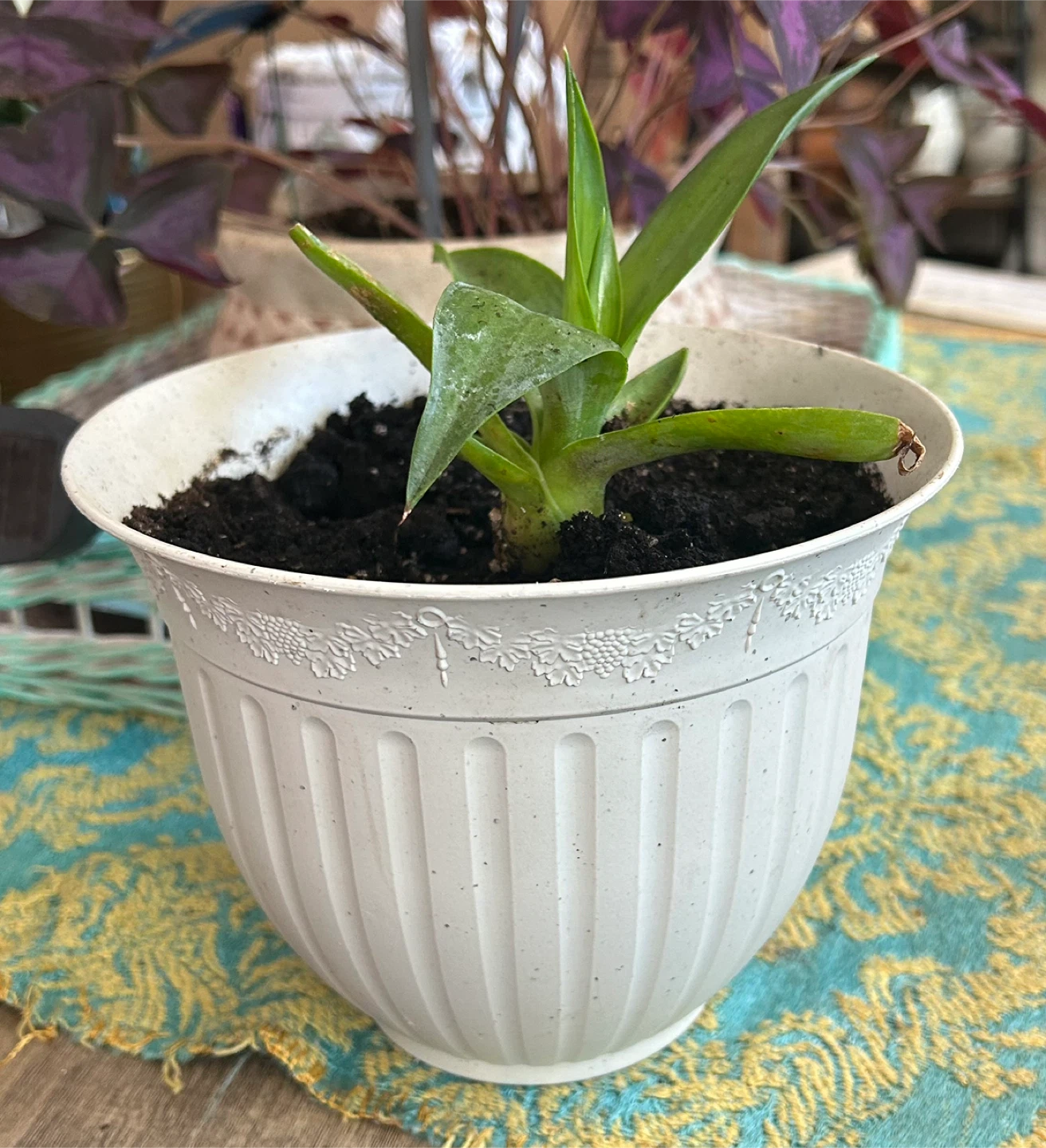 Century house plant