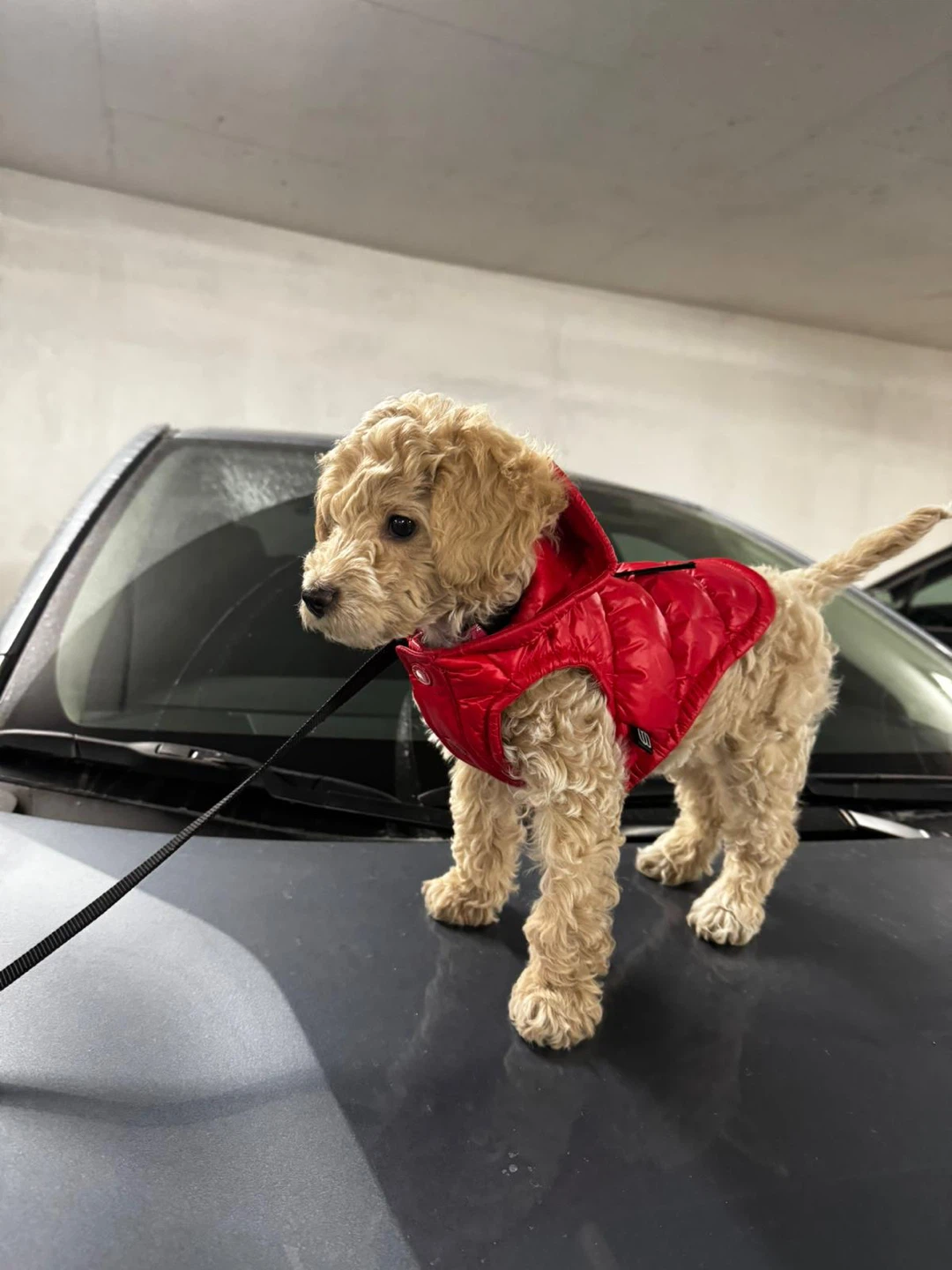 The Super Puff Dog Vest Red